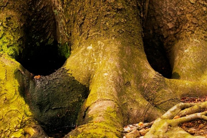 Tree Radar Applications: Enhancing Landscape Design with Precise Root Information